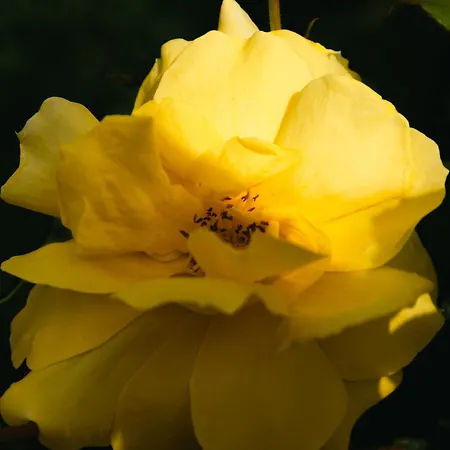 Kates 公寓 卡沃斯