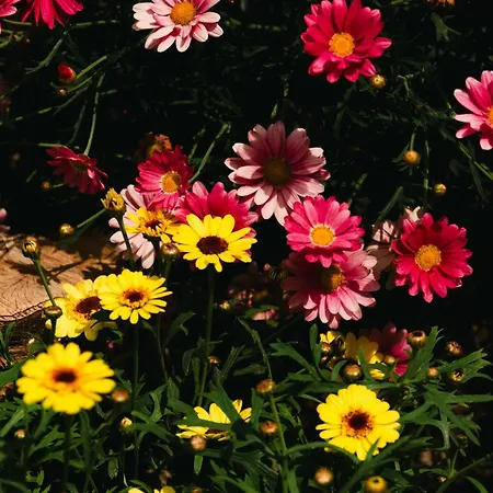 Lägenhet Kates Kávos