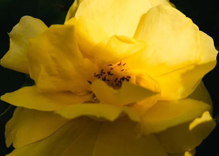 Kates Apartment Kavos